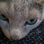 11244521_1454295074871502_357101425_a