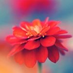 10560952_903319869696352_811114051_a