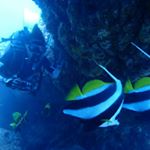 11909296_1164238666925863_158601989_a