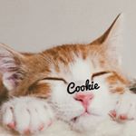 11849347_942348352484224_2110412120_a