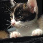 10554121_715982041770720_1442359056_a