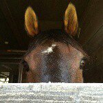 11419203_1467054690276541_193396696_a