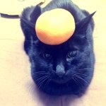 11821323_874831532604161_1869023542_a