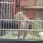 11094488_1572332263043584_209242404_a