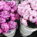 11347896_903912043012286_960885053_a