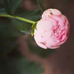 11849256_114995138854068_1895792623_a