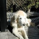 11910451_1453696431626948_1241513247_a