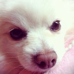 11348199_479052505593847_1780452699_a