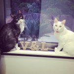 11267204_672196046258064_1214305093_a