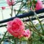 11378770_945314942177733_235235600_a