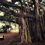 10735551_713715835376411_165617154_a