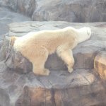 11820607_544826152339739_303796612_a