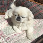 11055861_1634181473467579_1892514706_a