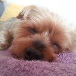 10864852_661040774030231_223705679_a