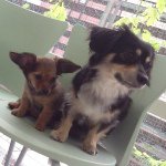 10881870_1400162383613002_1486719046_a