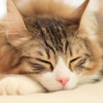 11379860_954983471230302_551424914_a