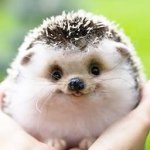 10844274_1518664598384103_679204478_a