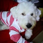 10848142_1513465965603405_28310105_a