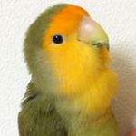 11917869_1482093402112258_2145775055_a