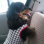 11190289_402025009994649_1594600795_a