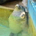 1168817_1450944401817734_975413262_a