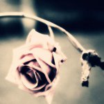 11910392_504163573084837_557728655_a