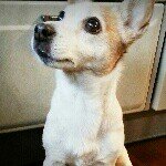 11372047_1628758130742284_946791486_a