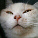 11311314_113703082312241_1318910919_a