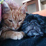 10707228_771299729601356_1270291777_a