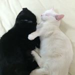 11313777_1474207206212728_1799077564_a