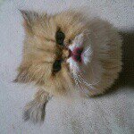 11356904_108145632868668_1509726773_a