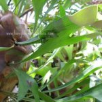 11085109_1569841989957124_601084816_a