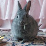 11176034_640429709424624_751341541_a