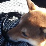 11821252_1612836058983257_1100882251_a