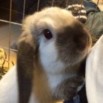 11049370_358127481047907_1601086851_a