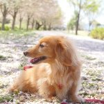 10534846_529154550545531_937112082_a