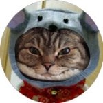 10598355_251925641598127_547061318_a