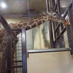 11252290_877723122310015_812176817_a