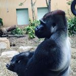 11910128_125330371146111_363621858_a