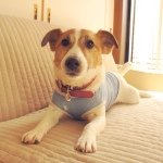 11875598_1606523169615104_635374926_a