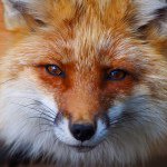 11254176_477859422371958_1189907546_a