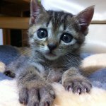 11116761_542684352538655_1940115859_a