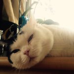 11353444_1440564326253269_1539139929_a