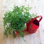 10665464_1467367253542978_1167124225_a