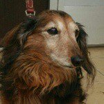 11355863_1493927250897379_479938555_a