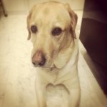 11820463_488752821291915_474809243_a