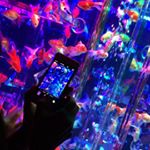 11821307_490532981111176_653061345_a