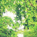 11055917_414223222071654_1825029489_a