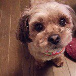 11095628_1437247746569237_554059916_a