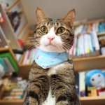 11311354_1705747979645436_518261959_a